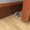 Rockwood 441CU  Dome Stop Combination Unit Applied