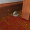 Rockwood 449 Door Stop Carpet Riser Applied 