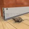 Automatic Door Bottom #352X for Rodent Control on Wooden Interior Door